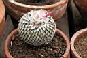 EPITHELANTHA MICROMERIS VAR.UNGUSPINA_1.JPG